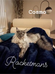 Cosmo male black smoke Maine Coon kitten