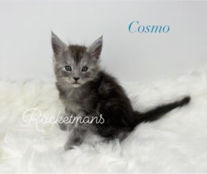 Cosmo male black smoke Maine Coon kitten