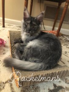 Isabelle, female black smoke Maine Coon kitten