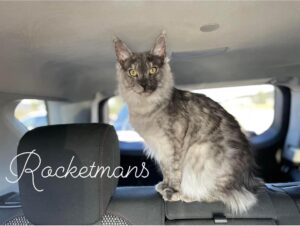 Stella, female black smoke Maine Coon kitten riding in the car