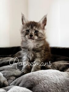 Aurora female black smoke Maine Coon kitten runt