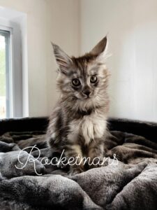 Drizzle female black smoke Maine Coon kitten