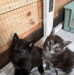 Celeste and Juno, female Maine Coon kittens