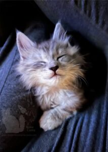 Silverado, male high silver tabby Maine Coon kitten