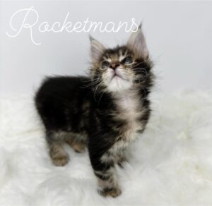 Samwell, male brown tabby Maine Coon kitten