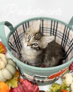 Arya sitting in a fall basket