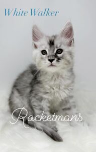 White Walker, male, high silver tabby Maine Coon kitten